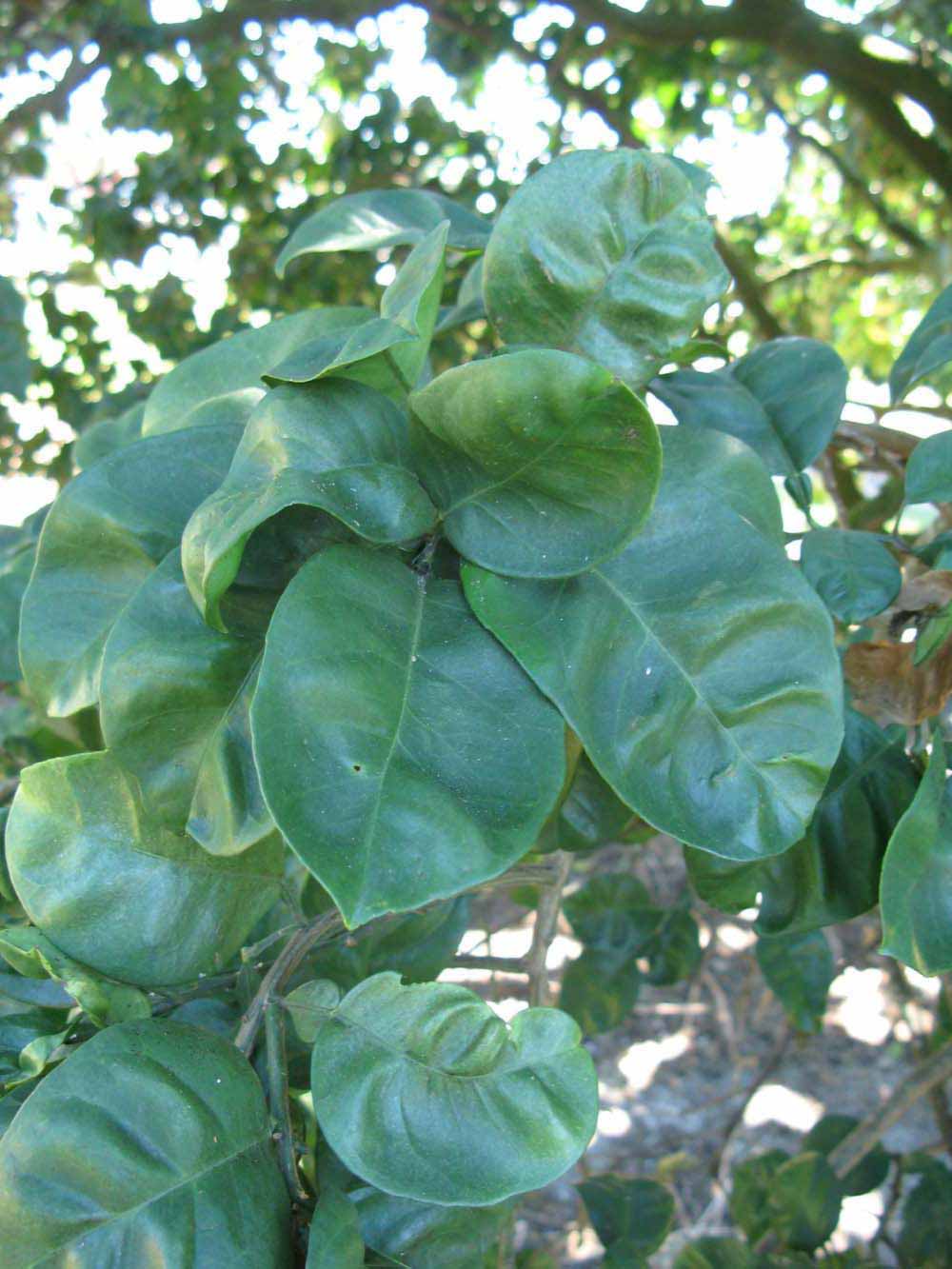           Shade leaves (Winter Haven, FL)   